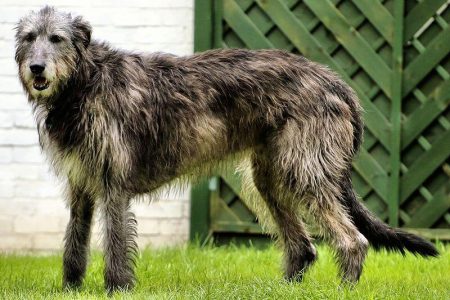 アイリッシュウルフハウンドは世界一大きな犬 その性格や寿命 値段は ワンだって ニャンだそりゃ